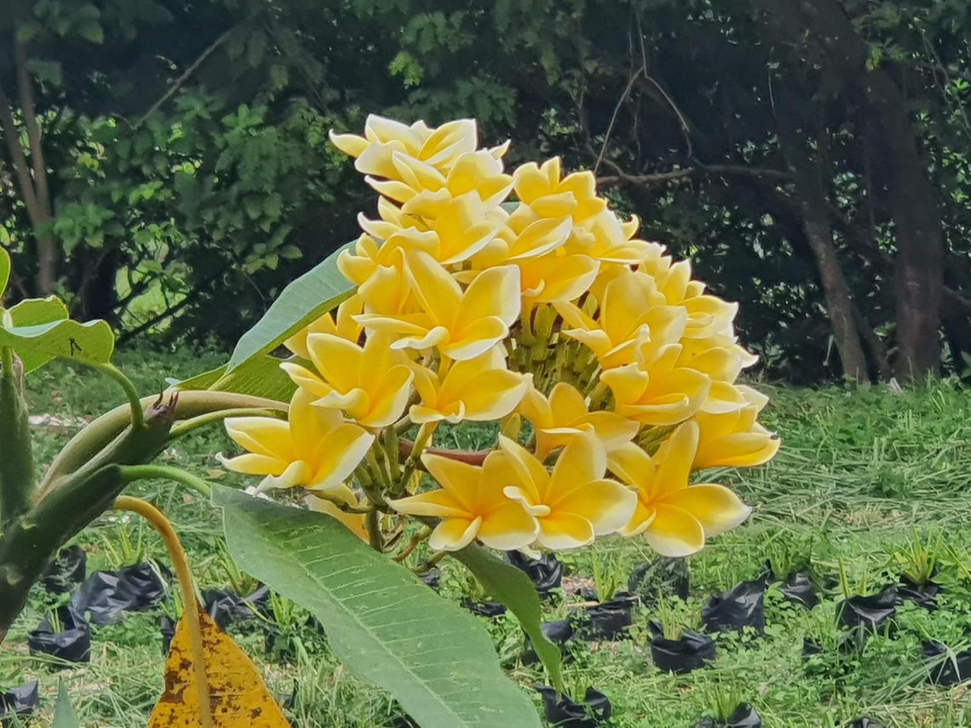 Villa Alicia Maguwo Buitenkant foto